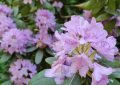Rododendron