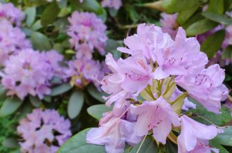 Rododendron