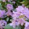 Rododendron