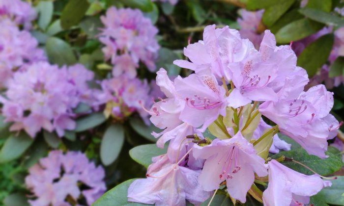 Rododendron