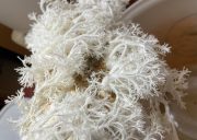 Korálovec ježatý z druhé sklizně