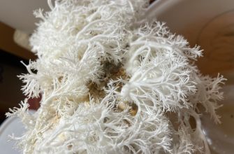 Korálovec ježatý z druhé sklizně