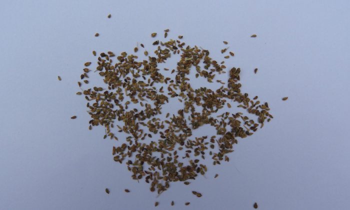 ajwan, koptský kmín, Trachyspermum ammi, orientální koření, podpora trávení