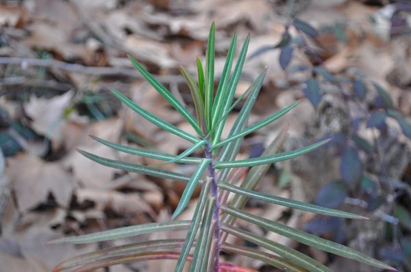 Pryšec na krtky nefunguje, jen si zaneřádíte zahradu – další lidové pověry pěkně podrobně. Ne všechny rady a lidové pověry, i když dobře myšlené, je dobré následovat. Některé byly vědeckými pokusy vyvráceny, jiné na druhou stranu našly u některých odborníků zastání a několikaletá praxe potvrzuje jejich pravdivost.