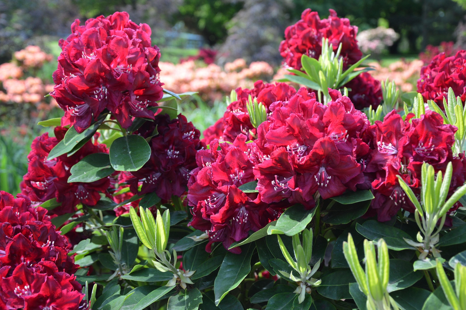 Rododendron