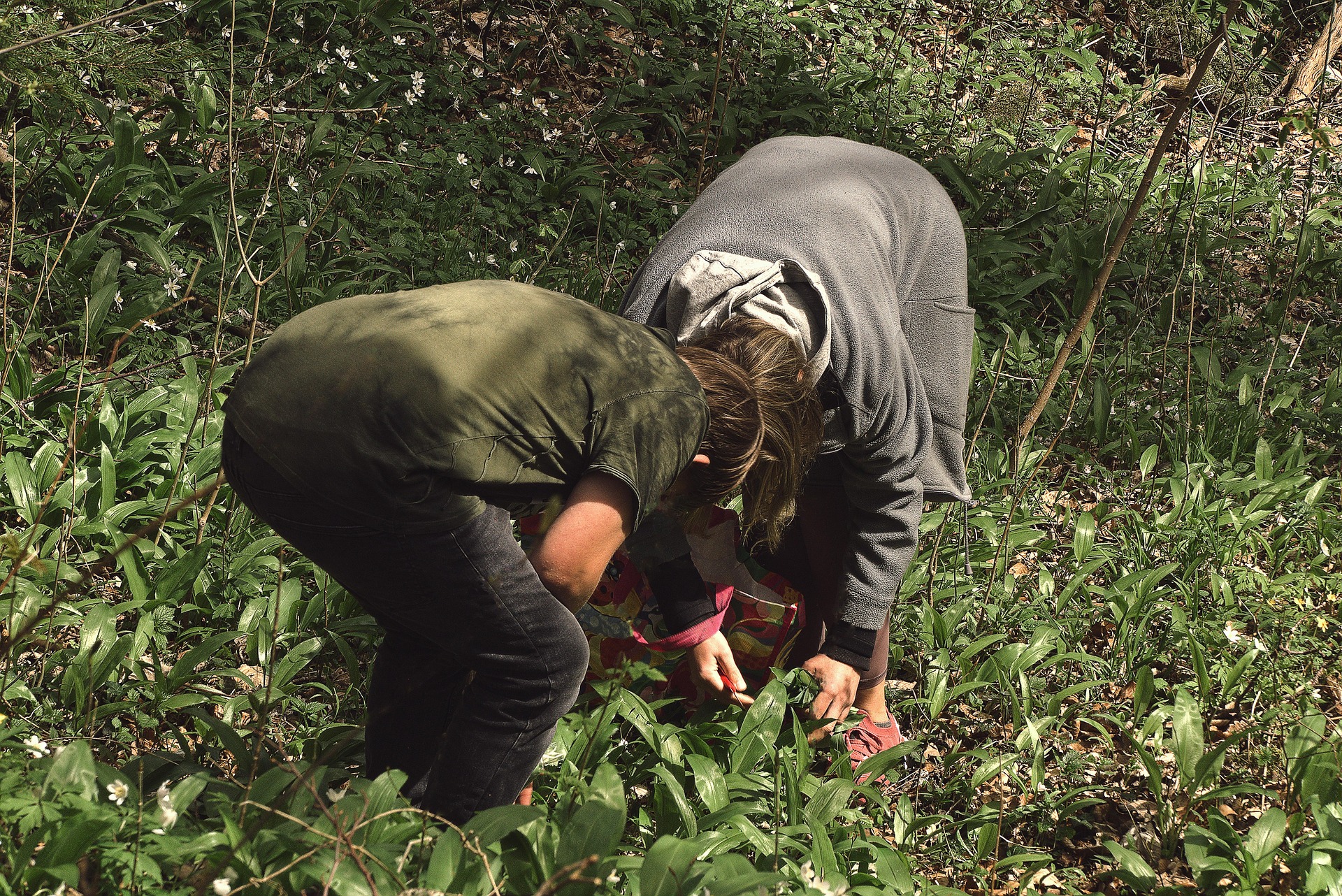 Sběr medvědího česneku