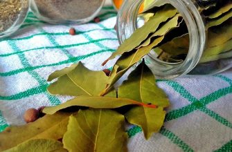 migréna, bobkový list, bylinné doplňky, menstruační potíže, alternativní léčba