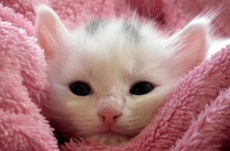 péče o deky, praní vlny, žmolky na textilu, vakuové pytle, údržba vlněných dek