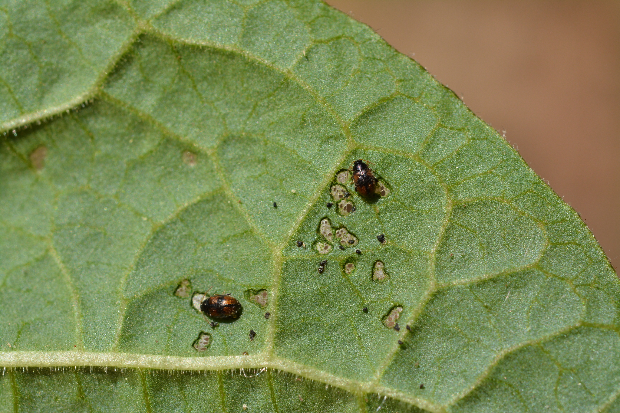 Napadení rostliny dřepčíky