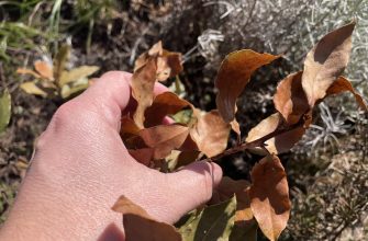 Bobkový list po zimě