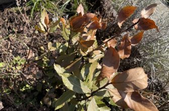 Bobkový list po zimě