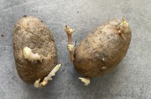 Nesprávně vyklíčené brambory