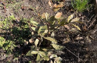 Bobkový list po zimě