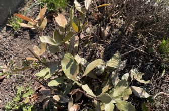 Bobkový list po zimě