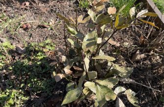 Bobkový list po zimě