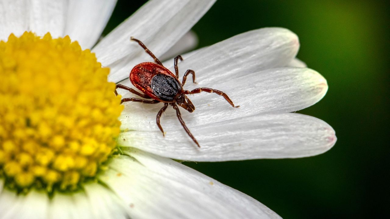 Vyžeňte klíšťata ze zahrady dřív