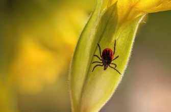 klíšťata na zahradě, prevence klíšťat, zahradní údržba, vysoká tráva, zahradní škůdci
