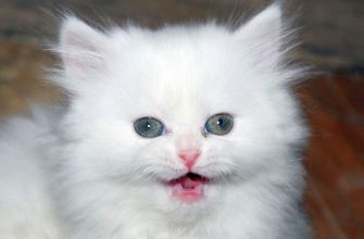 Příběh, kočka, zvíře, operace