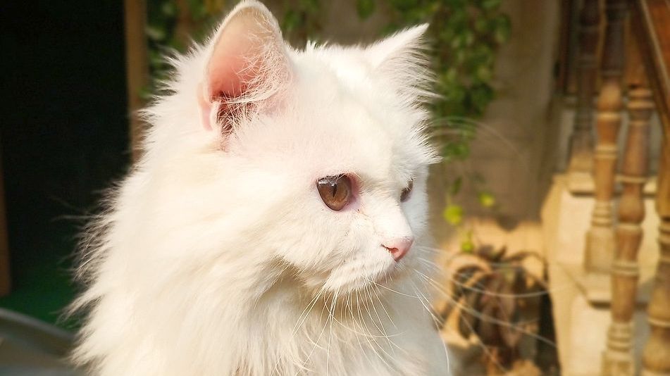 Sousedce se zalíbil můj kocour