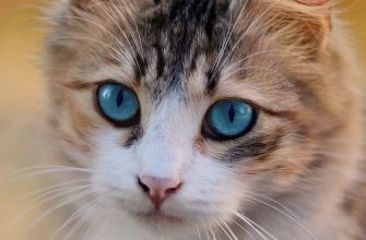 příběh, večerka, nákup, kočka, zvířeSáčky se silikagelem nevyhazujte