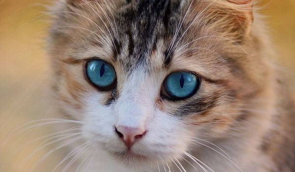 Sáčky se silikagelem nevyhazujte