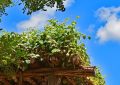 Pergola, zahrada, stavba, stavební povolení