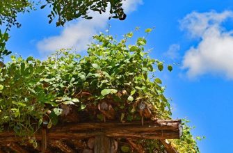Pergola, zahrada, stavba, stavební povolení