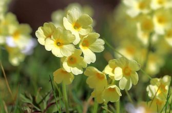 Příběh, petrklíč, jaro, policie