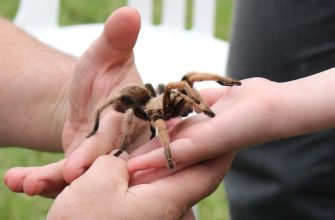 Sklípkan, pavouk, příběh, děti