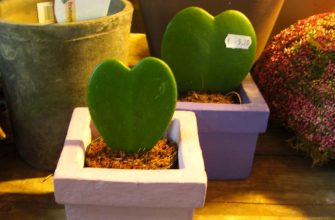 Valentýn, rostlina, voskovka, tip, trik