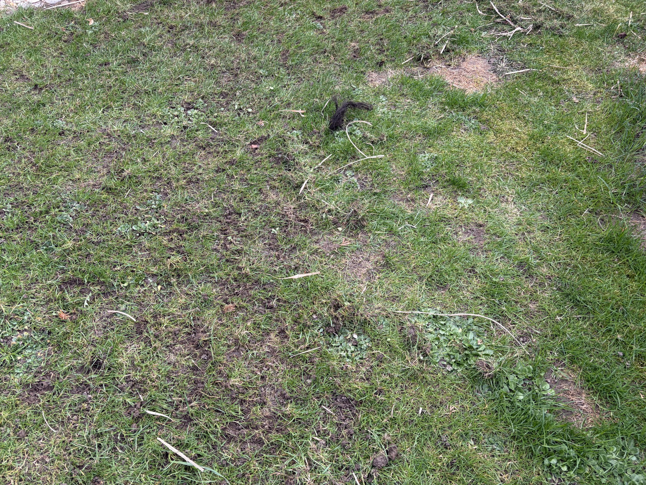 Ruční vertikutace trávníku