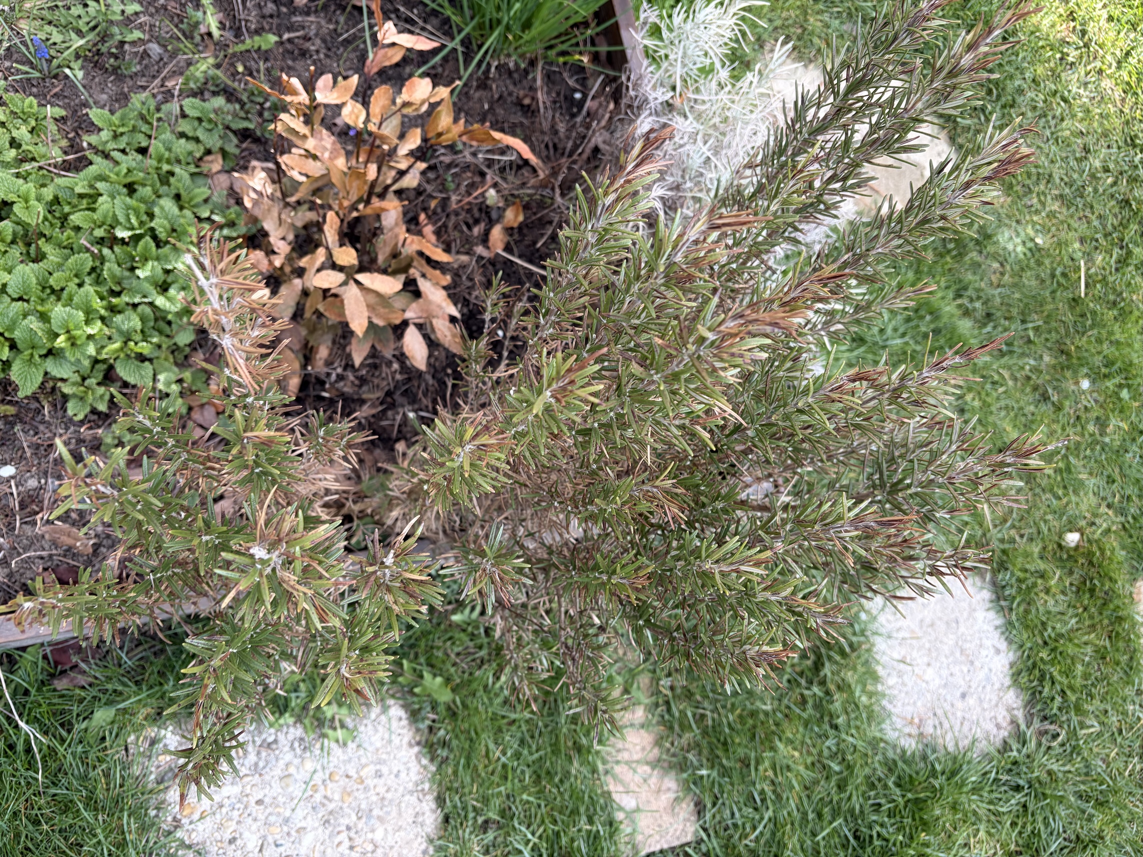 Bobkový list a rozmarýn