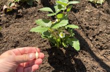 Výsadba cibule mezi jahodníky