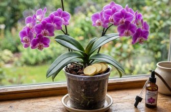 Orchidej a brambory