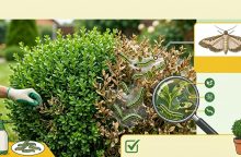 Buxus