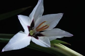 acidanthera