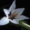 acidanthera