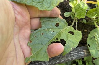 Hand holding a green leaf with irregular holes showing insect chewing damage on a garden plant, over soil and stems nearby.
