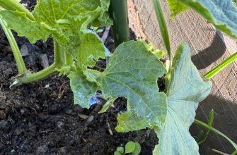 Green cucumber/squash vine leaf shows holes and white powdery mildew on fuzzy stems; soil and wooden bed edge in background.