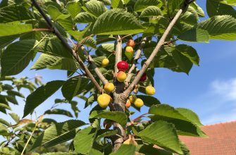 Cherries ripening on a branch with green serrated leaves and blue sky in the background.
