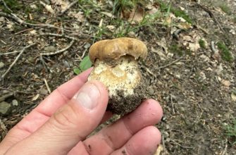 Hand holding a small brown mushroom with a dirt-streaked white stem on a leafy forest floor.