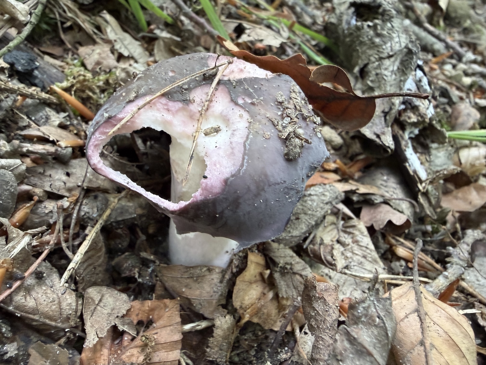 A pinkish-purple mushroom with a curved, hollow cup-like cap lying on leaf litter on the forest floor.