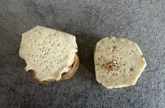 Červivé houby