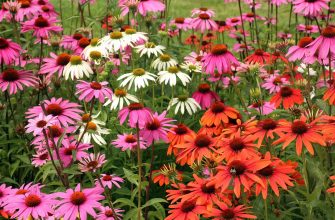 Colorful coneflowers in pink, white, and orange bloom in a lush garden bed.