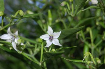 White five-petal star flower with a purple-centered stamens on a green vine with buds nearby.