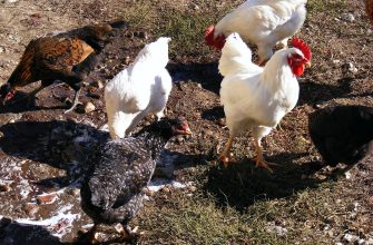 Several chickens peck at the ground in a dry, rocky yard; white and dark-feathered birds forage together.
