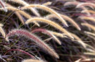Close-up of soft, feathery grass plumes with pinkish and beige tones in a garden setting