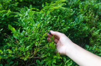 A hand plucking a small dark berry from a dense green shrub close up.