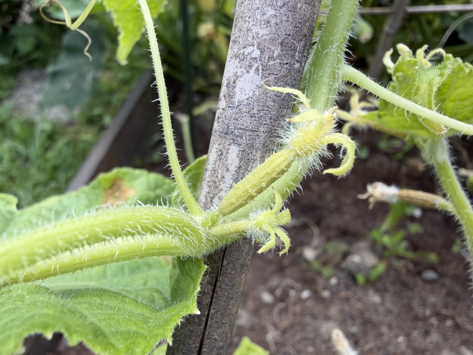 Close-up of a fuzzy cucumber vine climbing a stake, with a yellow blossom formed at the node.