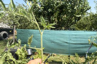 Hands in the foreground hold pruning shears, trimming a tall green plant in a sunny backyard with a green fence in the background.